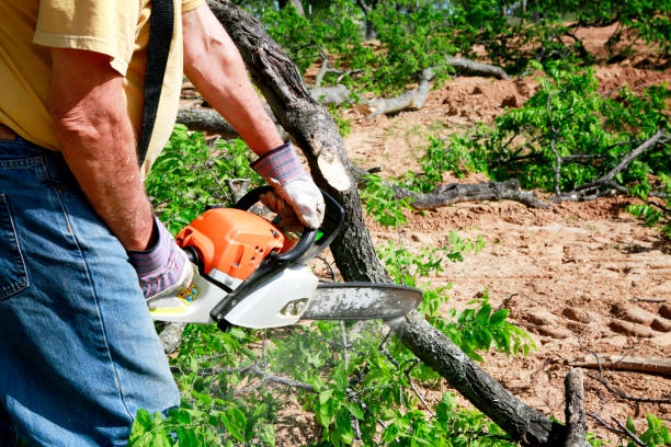 Best Lawn Watering Services  in Tipton, IA